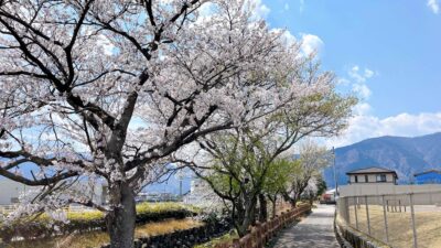 春の揖斐川町