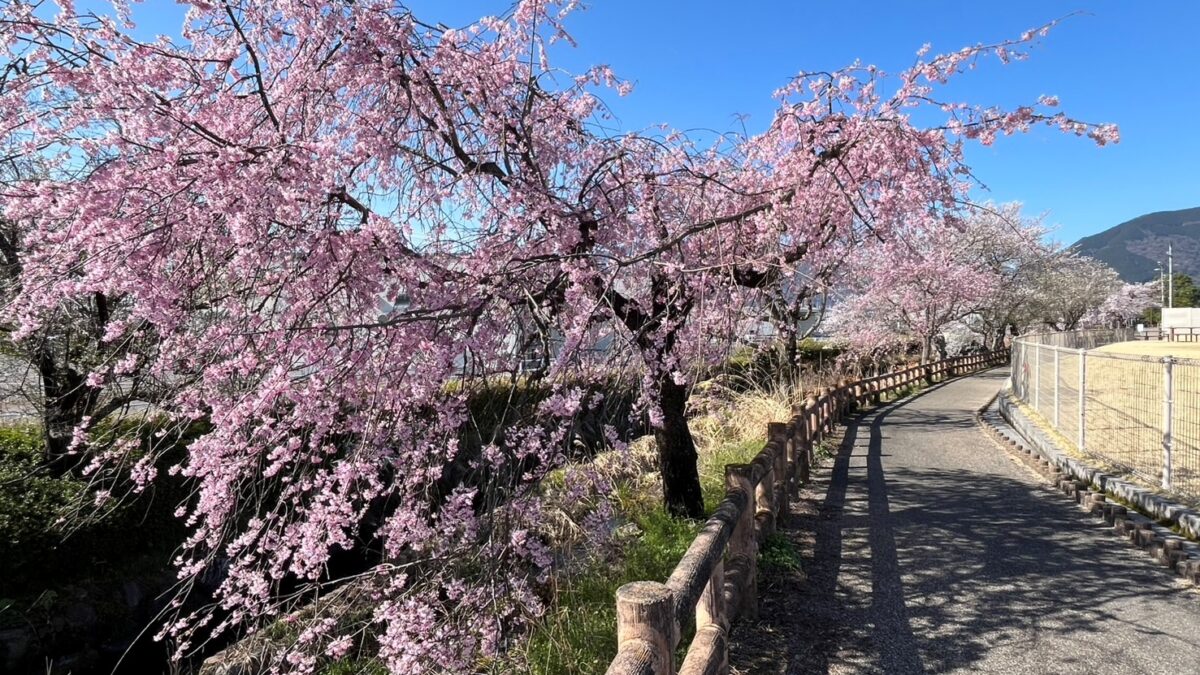 揖斐川町の春です。