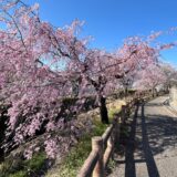 揖斐川町の春です。