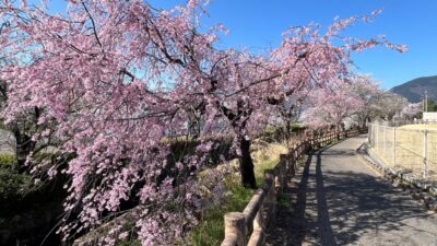 揖斐川町の春です。